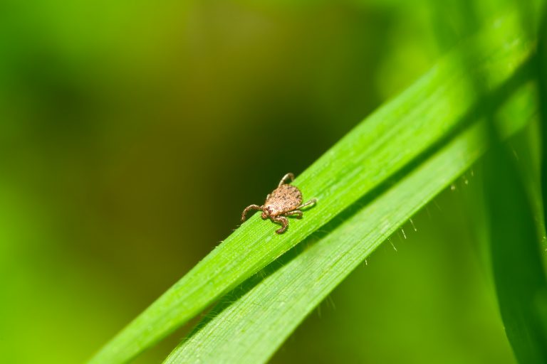 11 Dangerous Ticks In America That Transmit Diseases