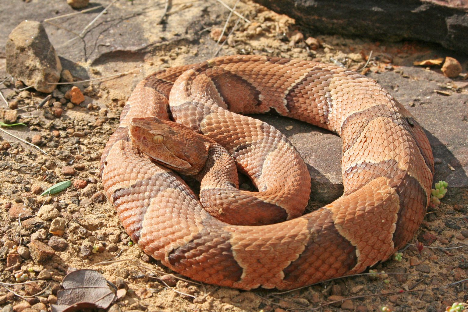 Are There Venomous Snakes In New Jersey?