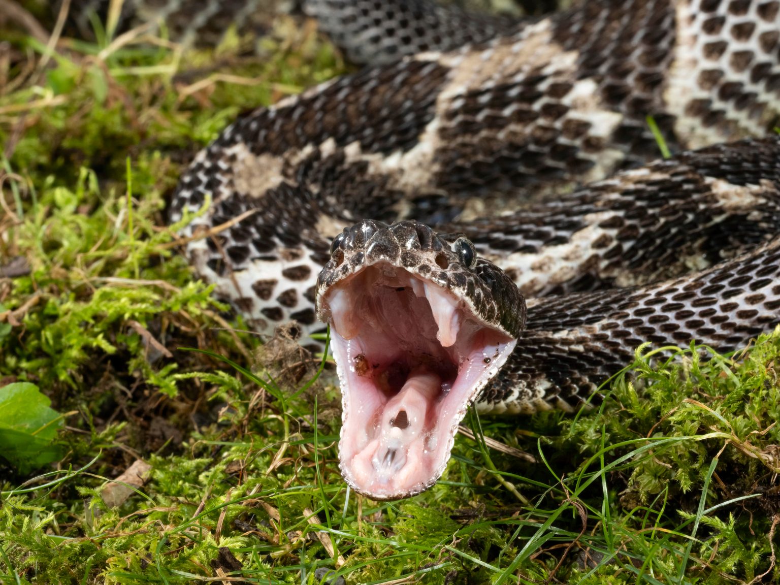 Are There Venomous Snakes In New Jersey?